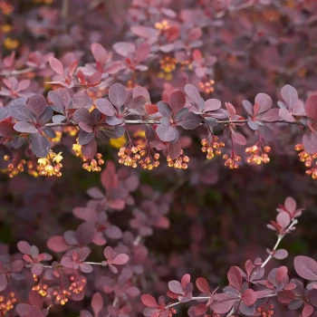 BERBERIS thunbergii Atropurpurea