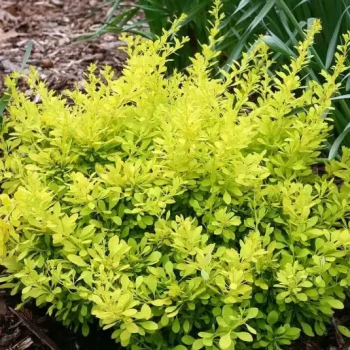 BERBERIS thunbergii Golden Horizon