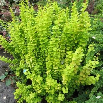 BERBERIS thunbergii Golden Torch