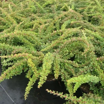 BERBERIS thunbergii Green Carpet