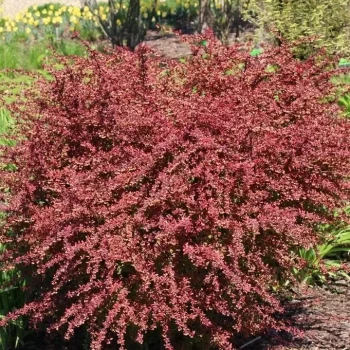 BERBERIS thunbergii Orange Torch