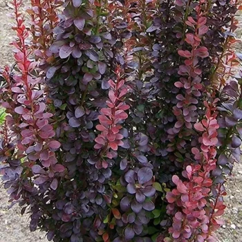 BERBERIS thunbergii Red Torch