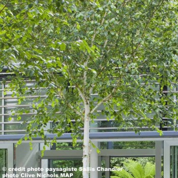 BETULA utilis Jacquemontii (=Dorenboos)