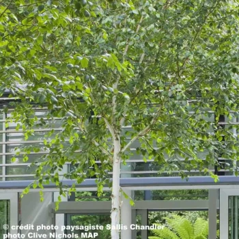 BETULA utilis Jacquemontii (=Dorenboos)
