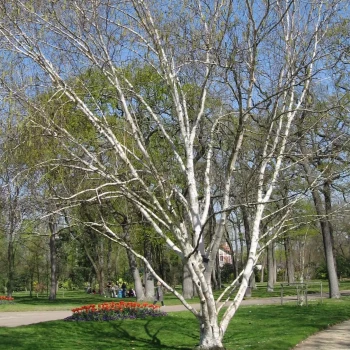BETULA utilis