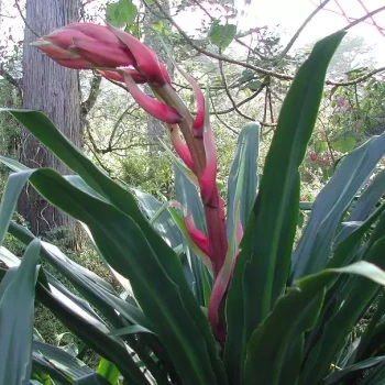 BESCHORNERIA yuccoides Quick Silver