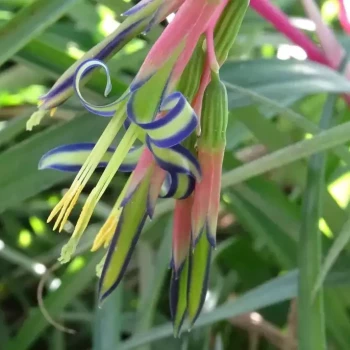Billbergia nutans