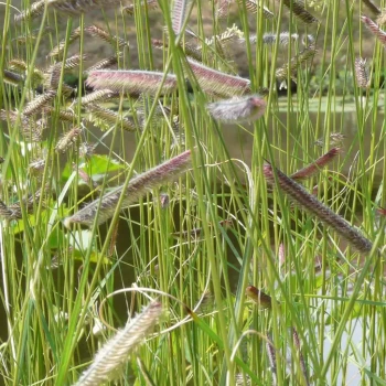 BOUTELOUA gracilis