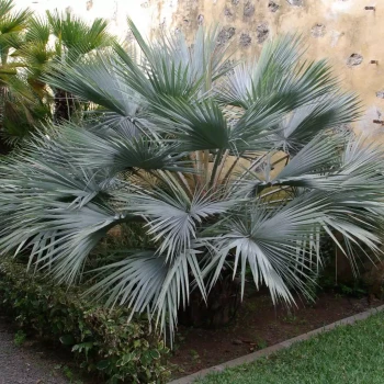 BRAHEA armata