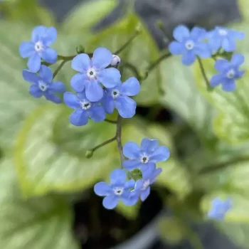 BRUNNERA macrophylla Jack Frost