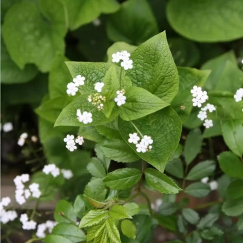 BRUNNERA macrophylla