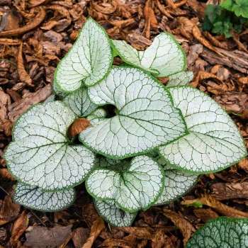 BRUNNERA macrophylla Silver Heart