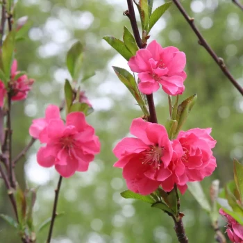 PRUNUS persica nucipersica Donutrice