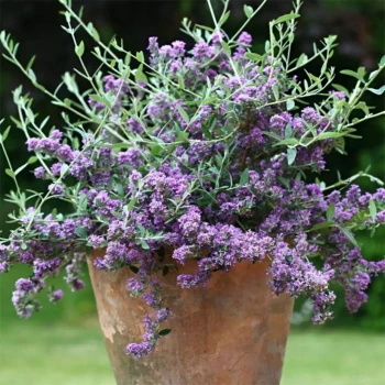 BUDDLEJA alternifolia Unique