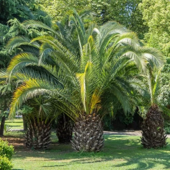 BUTIA capitata