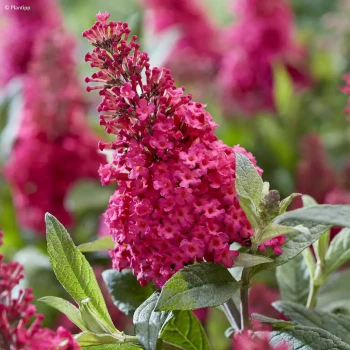 BUDDLEJA davidii Butterfly Candy Little Ruby