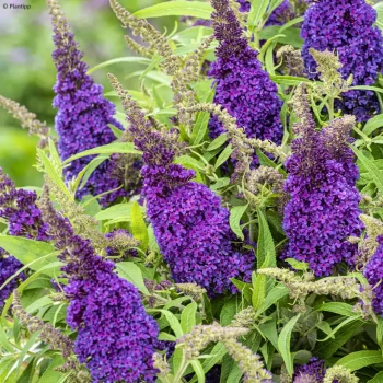 BUDDLEJA davidii Miss Violet