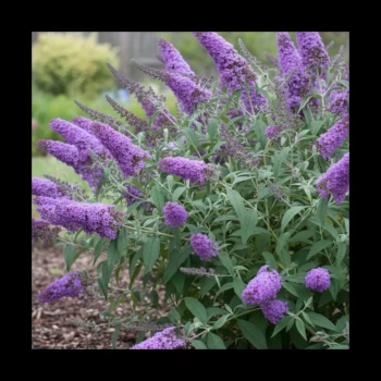 BUDDLEJA davidii Rêve de Papillon Lavender