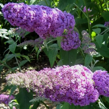 BUDDLEJA davidii Rêve de Papillon Pink