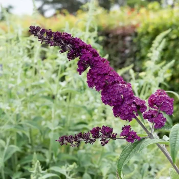 BUDDLEJA davidii Rêve de Papillon Red