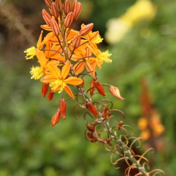 BULBINELLA frutescens