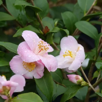 CAMELLIA x Anticipation