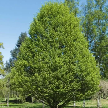 CARPINUS betulus fastigiata