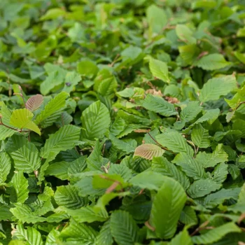 CARPINUS betulus