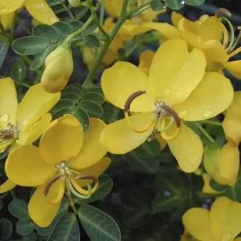 CASSIA bicapsularis