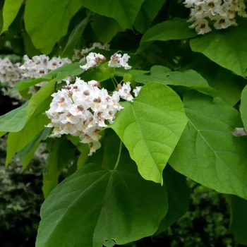CATALPA bignonioides