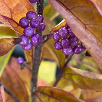 CALLICARPA bodinieri Profusion
