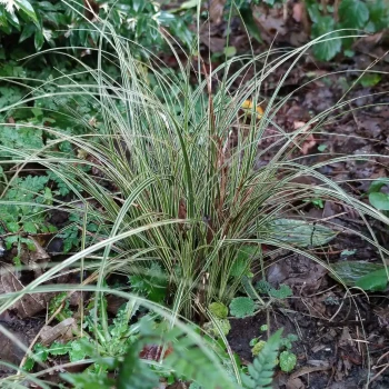 CAREX brunnea Variegata