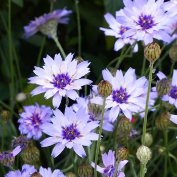 CATANANCHE caerulae