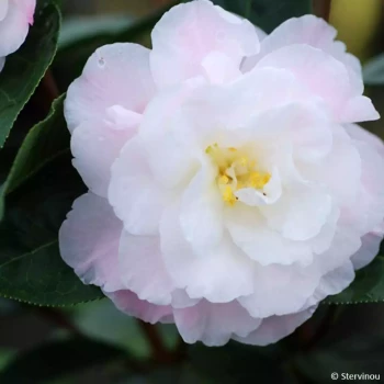 CAMELLIA x Charles Colbert