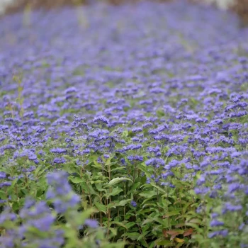CARYOPTERIS x clandonensis Grand Bleu