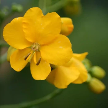CASSIA corymbiosa