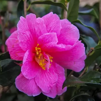 CAMELLIA x Donation