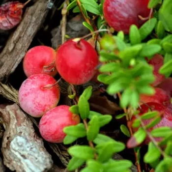 VACCINIUM macrocarpon Early Black