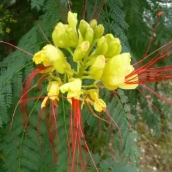 CAESALPINIA gilliesii