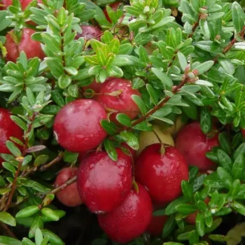 VACCINIUM macrocarpon Howes