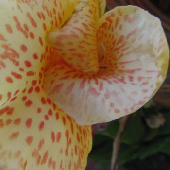 CANNA x indica Confetti