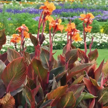 CANNA x indica Purpurea