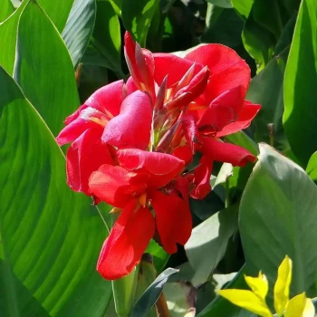 CANNA x indica Strasbourg