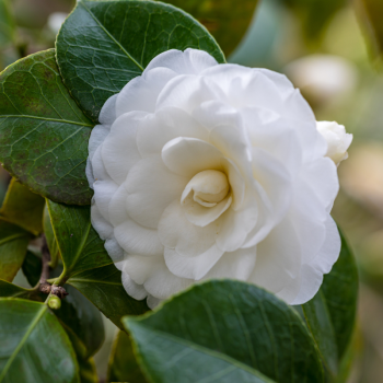 CAMELLIA japonica Alba Plena