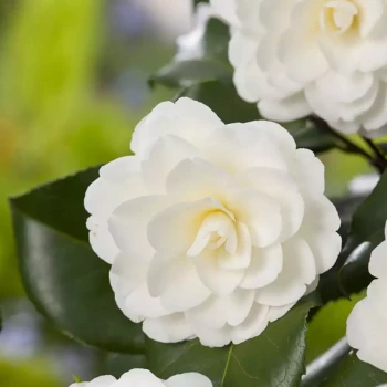 CAMELLIA japonica Dahlonega