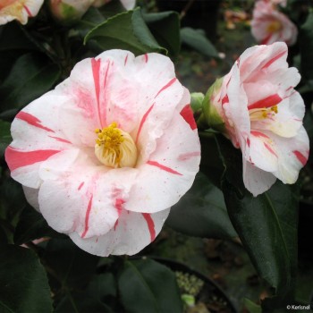 CAMELLIA japonica Dainty California