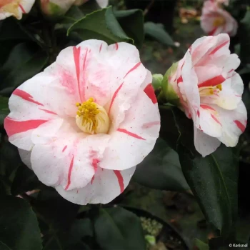 CAMELLIA japonica Dainty California