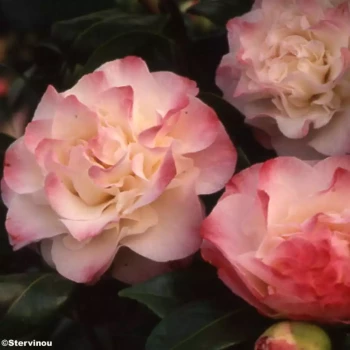 CAMELLIA japonica Dr Tinsley