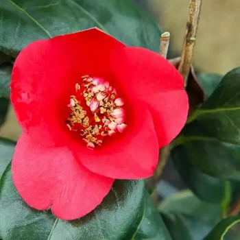 CAMELLIA japonica Kimberley