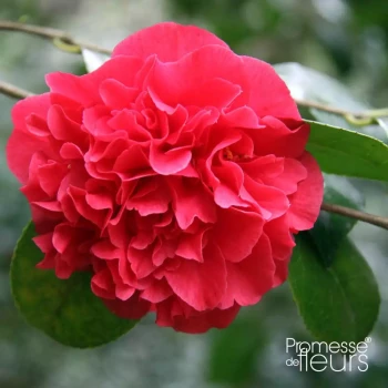 CAMELLIA japonica Kramer's Supreme